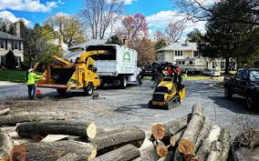 How Our Tree Care Process Works  in  La Porte, TX