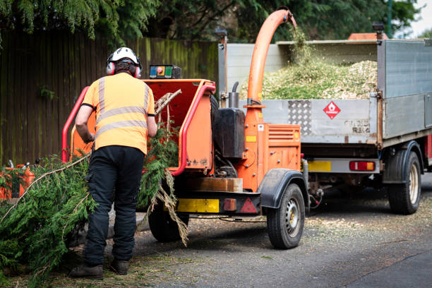 Best Tree Disease Treatment  in La Porte, TX