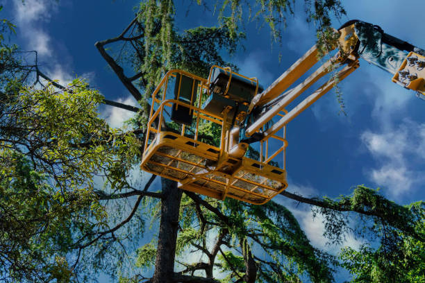 Best Storm Damage Tree Cleanup  in La Porte, TX