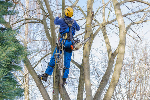 Professional Tree Services in La Porte, TX