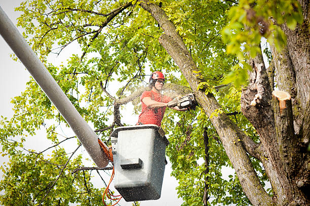 Best Fruit Tree Pruning  in La Porte, TX