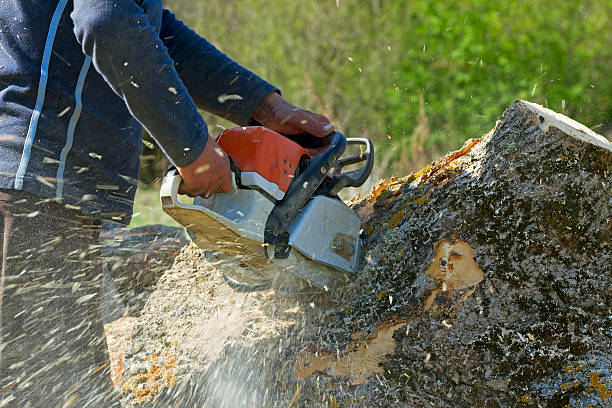  La Porte, TX Tree Services Pros